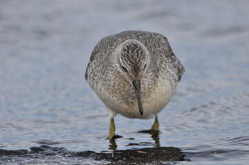 Knot feeding on the sea coast. A young, gray bird gains food during its autumn migration to...