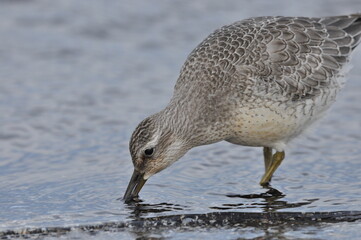 Knot feeding on the sea coast. A young, gray bird gains food during its autumn migration to wintering grounds by the Atlantic Ocean.