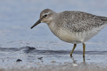 Knot feeding on the sea coast. A young, gray bird gains food during its autumn migration to wintering grounds by the Atlantic Ocean.