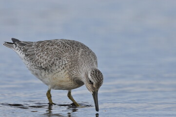 Knot feeding on the sea coast. A young, gray bird gains food during its autumn migration to wintering grounds by the Atlantic Ocean.