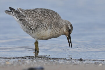 Knot feeding on the sea coast. A young, gray bird gains food during its autumn migration to wintering grounds by the Atlantic Ocean.