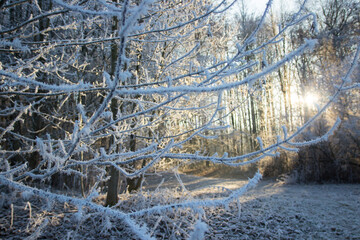 sunset in the snowy forest, winter in Germany
