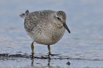 Knot feeding on the sea coast. A young, gray bird gains food during its autumn migration to wintering grounds by the Atlantic Ocean.