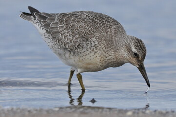 Knot feeding on the sea coast. A young, gray bird gains food during its autumn migration to...