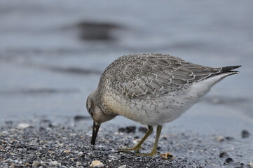 Knot feeding on the sea coast. A young, gray bird gains food during its autumn migration to wintering grounds by the Atlantic Ocean.