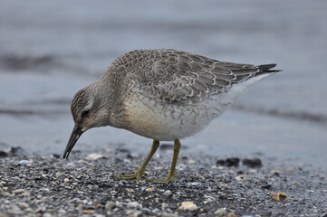 Knot feeding on the sea coast. A young, gray bird gains food during its autumn migration to wintering grounds by the Atlantic Ocean.