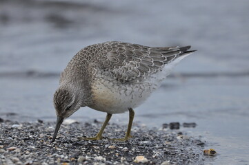 Knot feeding on the sea coast. A young, gray bird gains food during its autumn migration to...