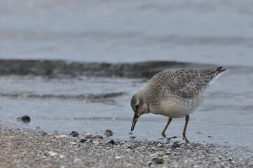Knot feeding on the sea coast. A young, gray bird gains food during its autumn migration to wintering grounds by the Atlantic Ocean.