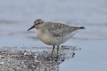 Knot feeding on the sea coast. A young, gray bird gains food during its autumn migration to...