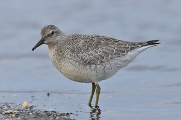 Knot feeding on the sea coast. A young, gray bird gains food during its autumn migration to wintering grounds by the Atlantic Ocean.