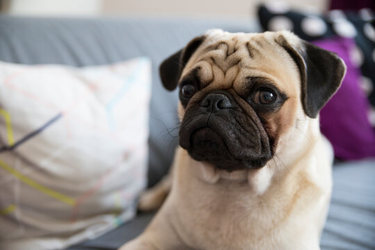 s&uuml;&szlig;er Mops auf Sofa