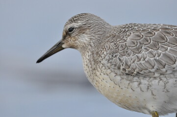 Knot feeding on the sea coast. A young, gray bird gains food during its autumn migration to wintering grounds by the Atlantic Ocean.
