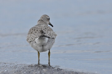 Knot feeding on the sea coast. A young, gray bird gains food during its autumn migration to wintering grounds by the Atlantic Ocean.