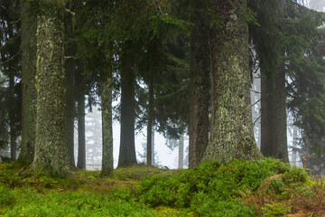 Multiple European spruce trunks in alpine coniferous forest with foggy weather in the background