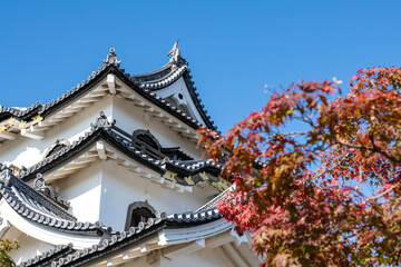 Fototapeta premium 彦根城と紅葉 秋