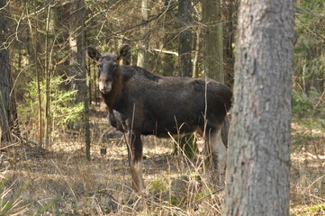 Moose, a large mammal with long legs foraging in the forest