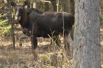 Moose, a large mammal with long legs foraging in the forest