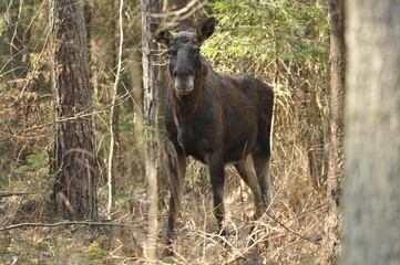 Moose, a large mammal with long legs foraging in the forest