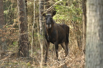 Moose, a large mammal with long legs foraging in the forest