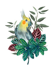 Cockatiel bird with sugar palm leaves, wild leaves, rubber plant , marantaceae element rainforest botanical watercolor