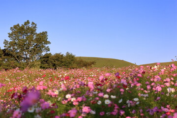 公園のコスモス畑