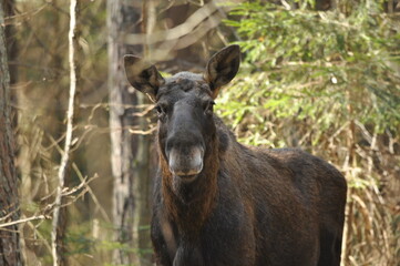 Moose, a large mammal with long legs foraging in the forest