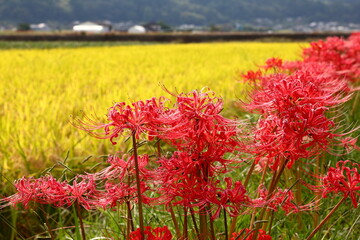 収穫前の稲と彼岸花
