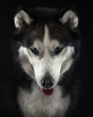 husky portrait