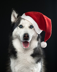 dog with christmas hat, portrait of husky in hat on black background