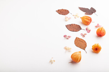 Composition with yellow and brown beech autumn leaves, physalis and hydrangea flowers. mockup on white background. side view, copy space.