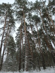 pine trees in winter