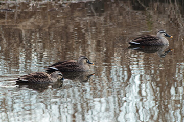 手賀沼のマガモ