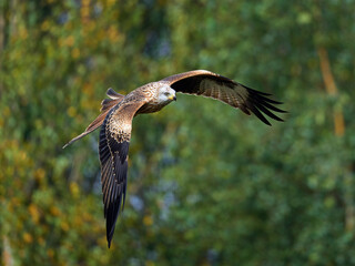 Obraz premium Red kite (Milvus milvus)