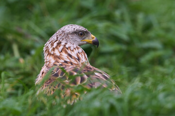 Red kite (Milvus milvus)