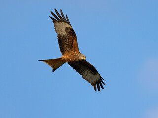 Obraz premium Red kite (Milvus milvus)