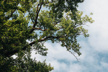 trees in the sky