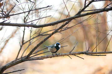 日本、冬、木の枝にとまる野鳥