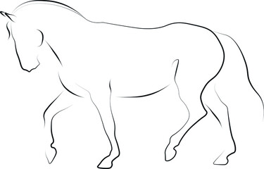 dressage horse illustration vector art
