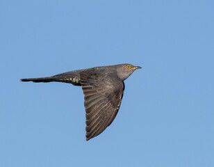a bird in flight
