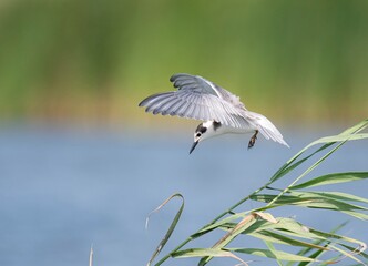 a bird in flight