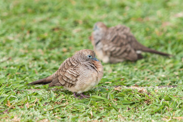 Zebra Doves on the grass, Geopelia striata, Mahe, Seychelles