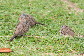 Zebra Doves on the grass, Geopelia striata, Mahe, Seychelles