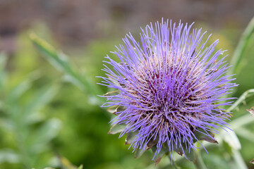 Globe artichoke (cynara cardunculus) blossom