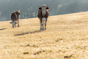 Cows in pasture in morning. Montbeliarde cow in jura in France.
