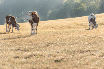 Obraz premium Cows in pasture in morning. Montbeliarde cow in jura in France.