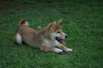 Dogs, Shiba dogs, puppy, pets, cute, mammals, sitting, green, obedient, genealogy, happy, animal.