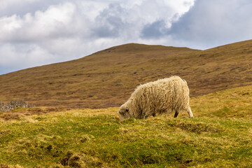 Fototapeta premium Sheep grazing in a meadow, Sandavagur, Faroe Islands.