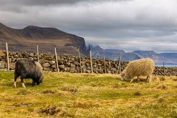 Sheep grazing in a meadow, Sandavagur, Faroe Islands.