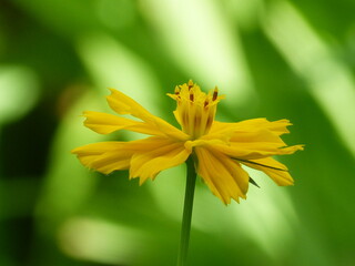 yellow flower closeup