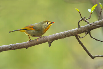 Red-billed leiothrix